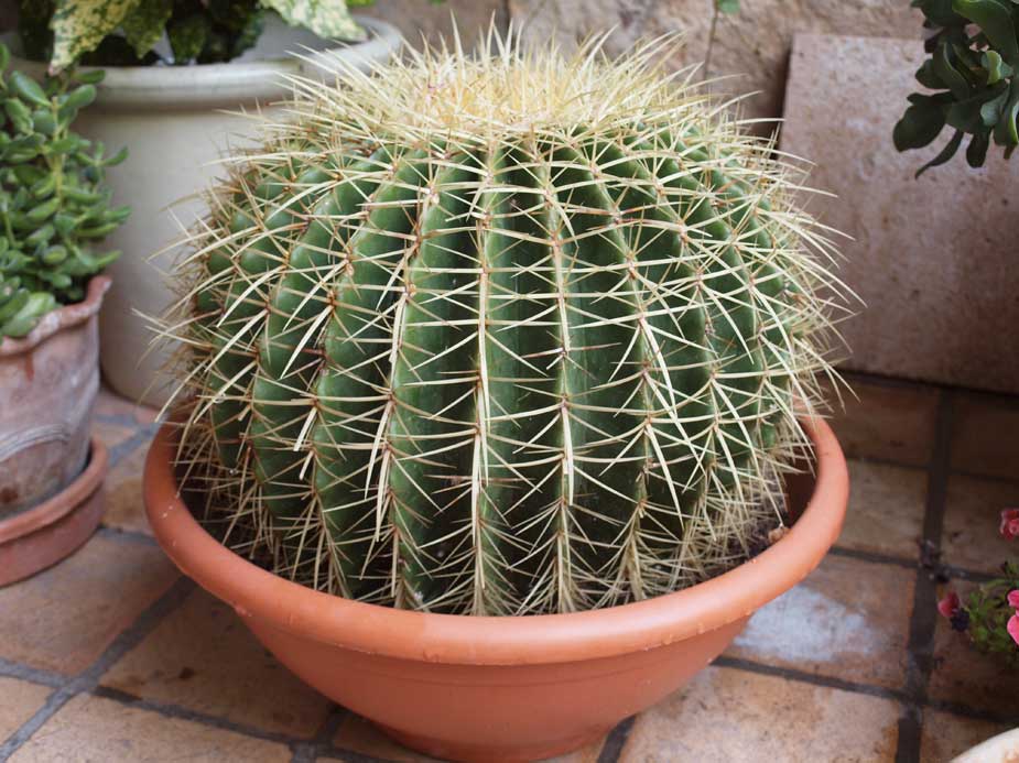 [Foto de planta, jardin, jardineria]