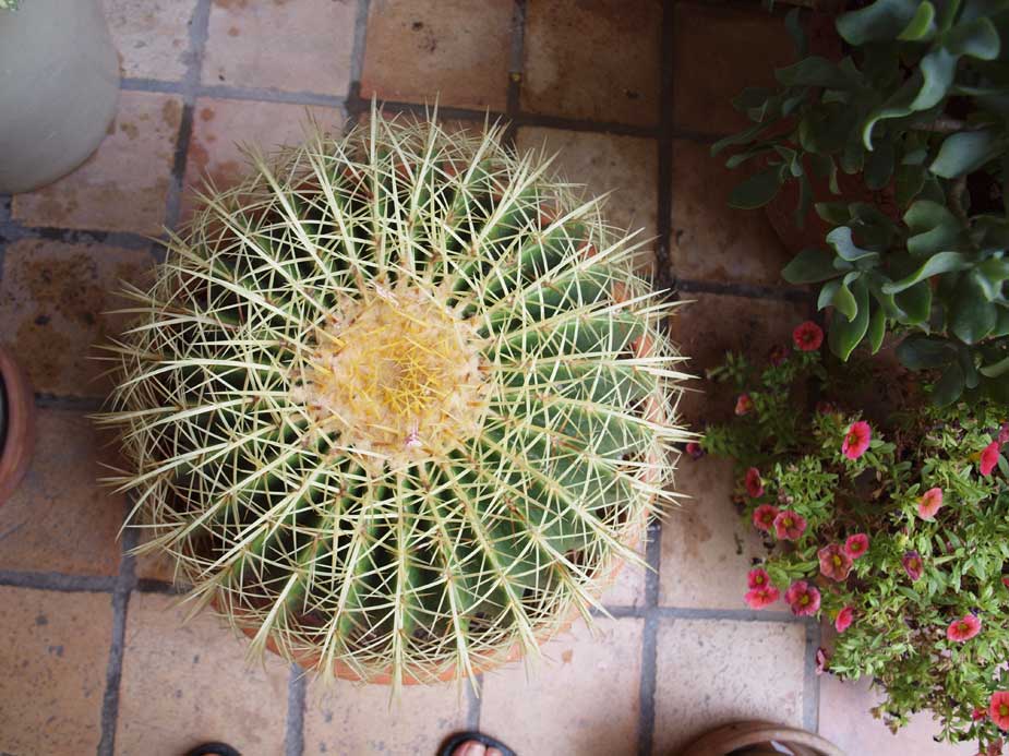[Foto de planta, jardin, jardineria]