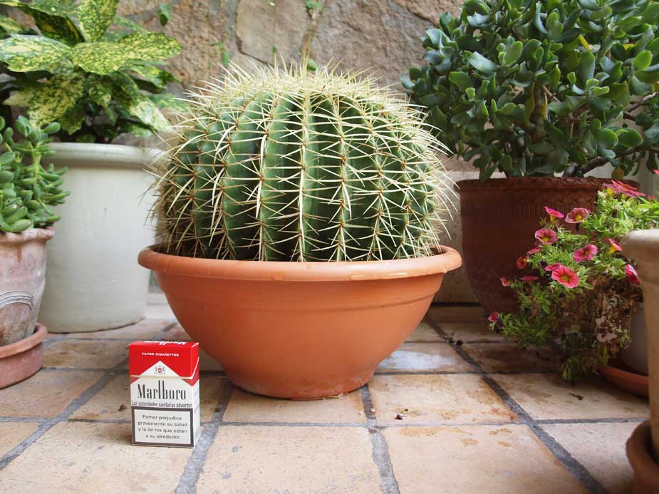 [Foto de planta, jardin, jardineria]