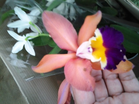 [Foto de planta, jardin, jardineria]