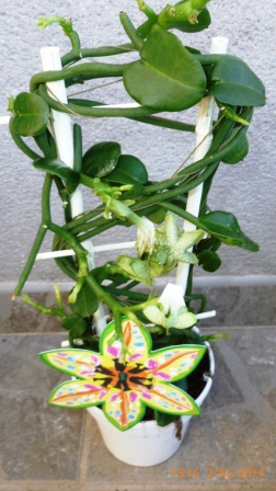 [Foto de planta, jardin, jardineria]