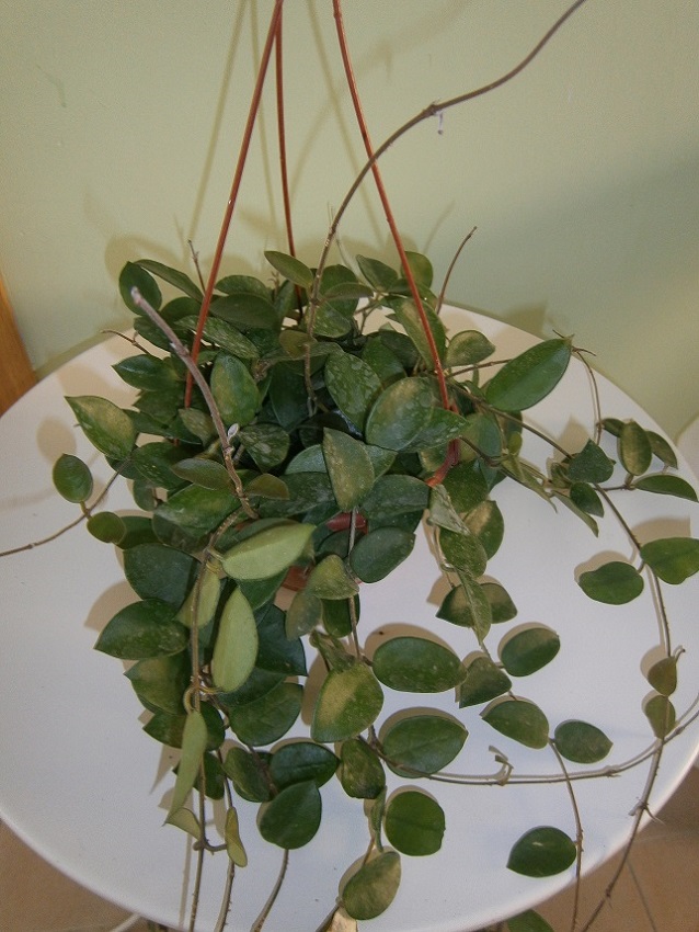 [Foto de planta, jardin, jardineria]