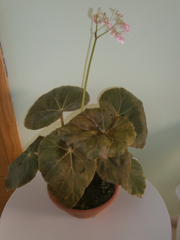 [Foto de planta, jardin, jardineria]