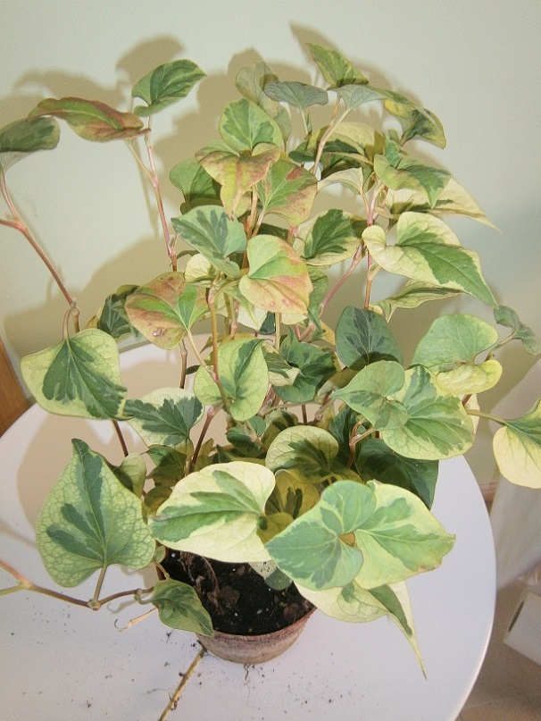 [Foto de planta, jardin, jardineria]
