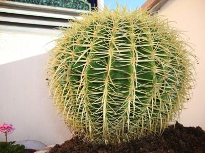 [Foto de planta, jardin, jardineria]