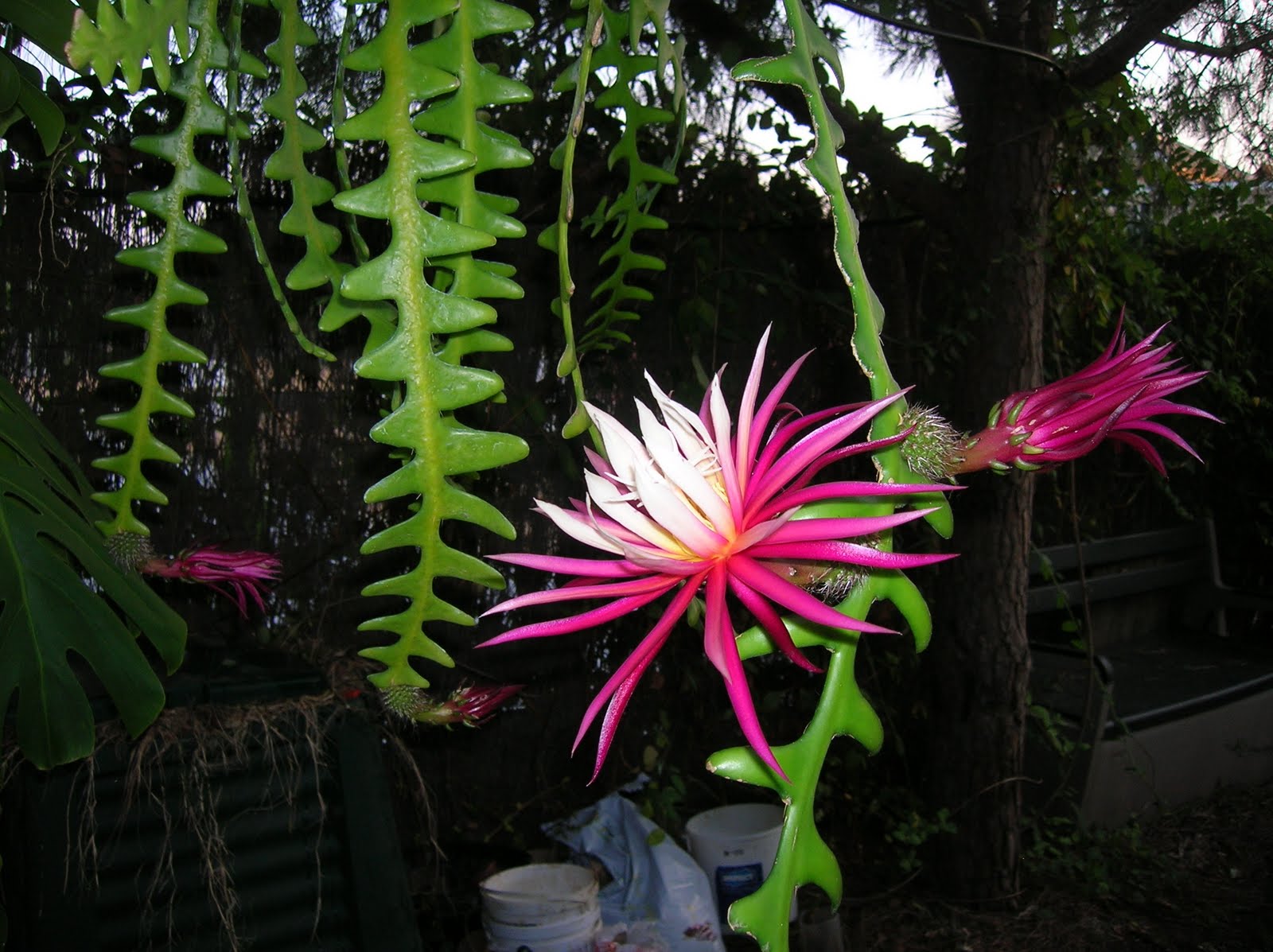 [Foto de planta, jardin, jardineria]