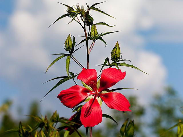 [Foto de planta, jardin, jardineria]