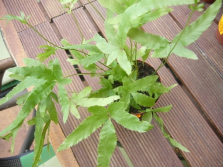 [Foto de planta, jardin, jardineria]