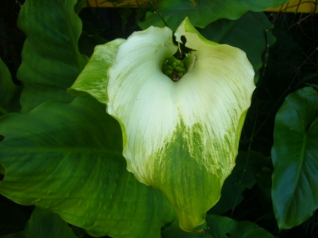 [Foto de planta, jardin, jardineria]