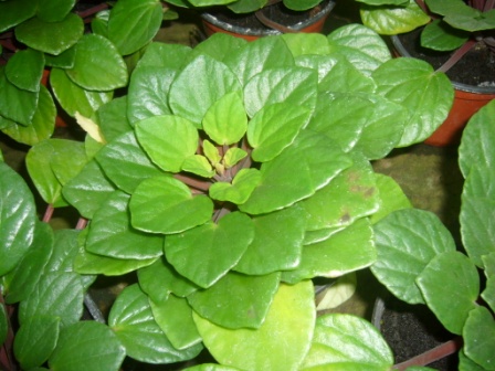 [Foto de planta, jardin, jardineria]