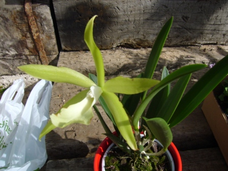 [Foto de planta, jardin, jardineria]