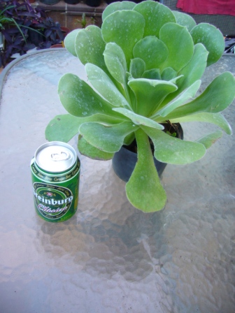 [Foto de planta, jardin, jardineria]