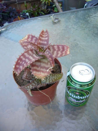 [Foto de planta, jardin, jardineria]