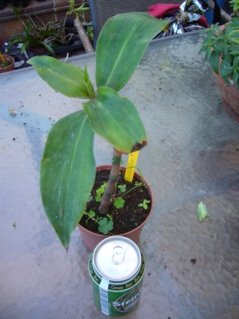 [Foto de planta, jardin, jardineria]