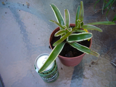 [Foto de planta, jardin, jardineria]