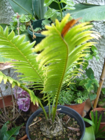 [Foto de planta, jardin, jardineria]