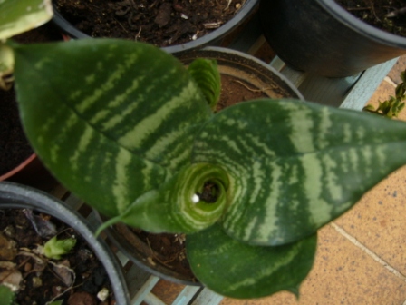 [Foto de planta, jardin, jardineria]