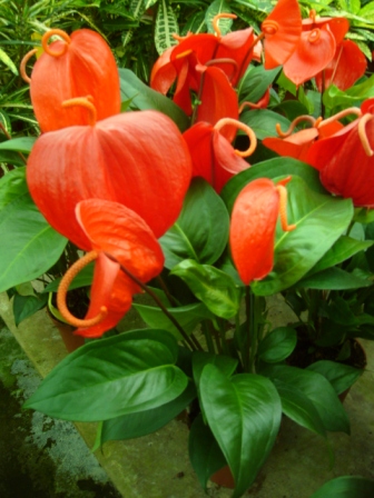 [Foto de planta, jardin, jardineria]