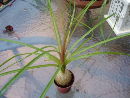 [Foto de planta, jardin, jardineria]