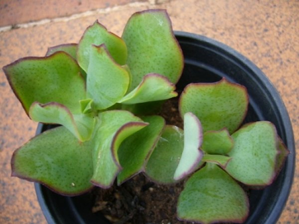 [Foto de planta, jardin, jardineria]
