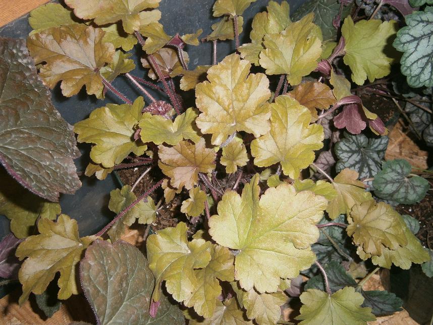 [Foto de planta, jardin, jardineria]