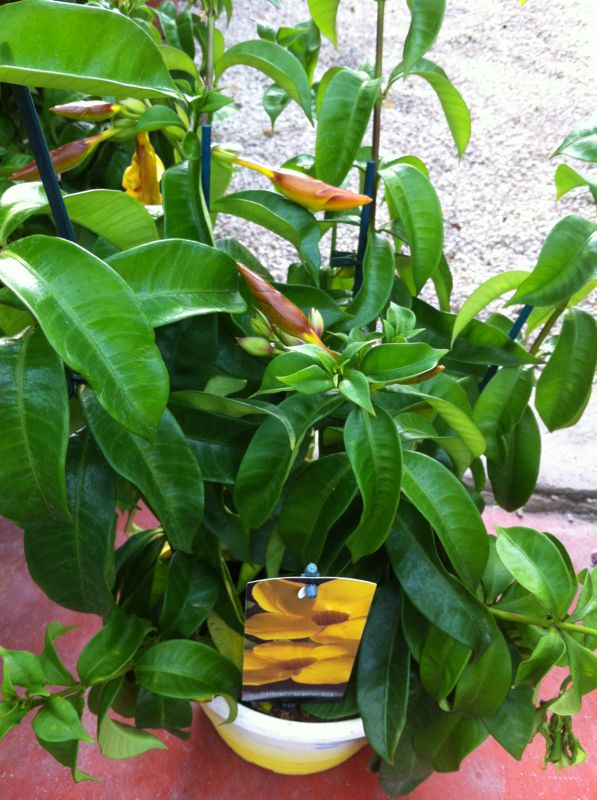 [Foto de planta, jardin, jardineria]