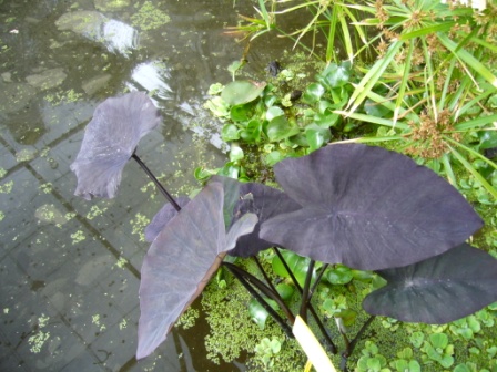 [Foto de planta, jardin, jardineria]