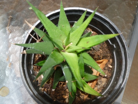 [Foto de planta, jardin, jardineria]