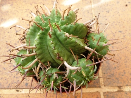 [Foto de planta, jardin, jardineria]