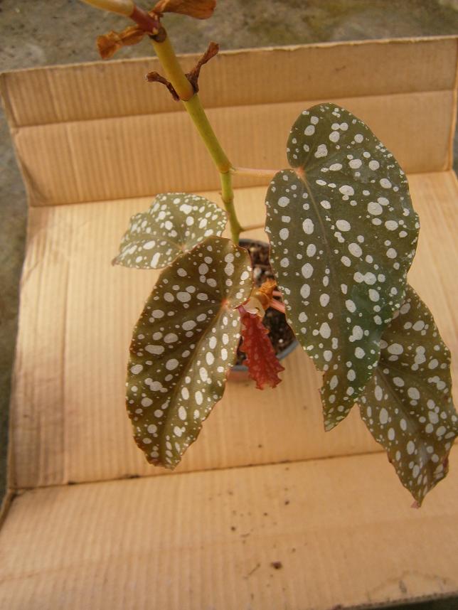 [Foto de planta, jardin, jardineria]