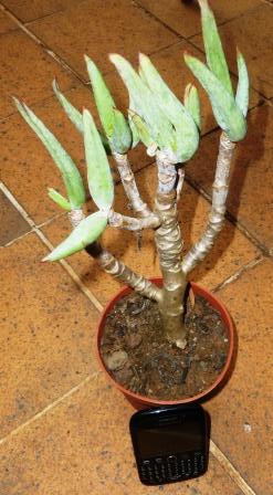 [Foto de planta, jardin, jardineria]