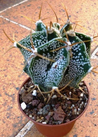 [Foto de planta, jardin, jardineria]