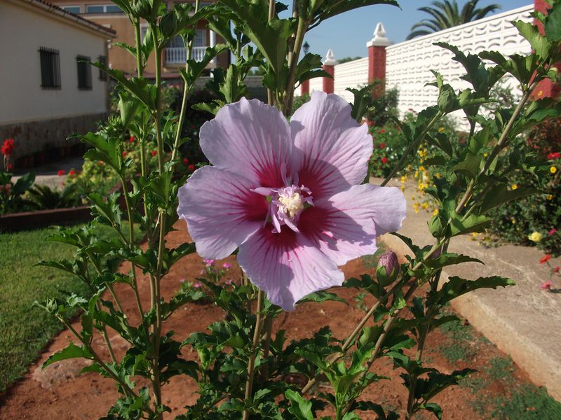 [Foto de planta, jardin, jardineria]