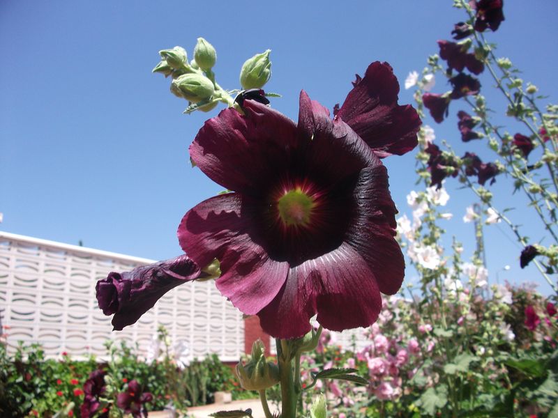 [Foto de planta, jardin, jardineria]