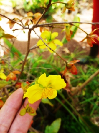 [Foto de planta, jardin, jardineria]