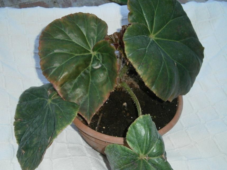 [Foto de planta, jardin, jardineria]