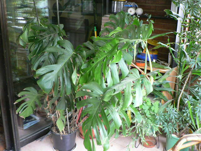 [Foto de planta, jardin, jardineria]
