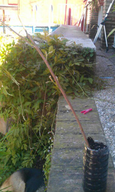[Foto de planta, jardin, jardineria]