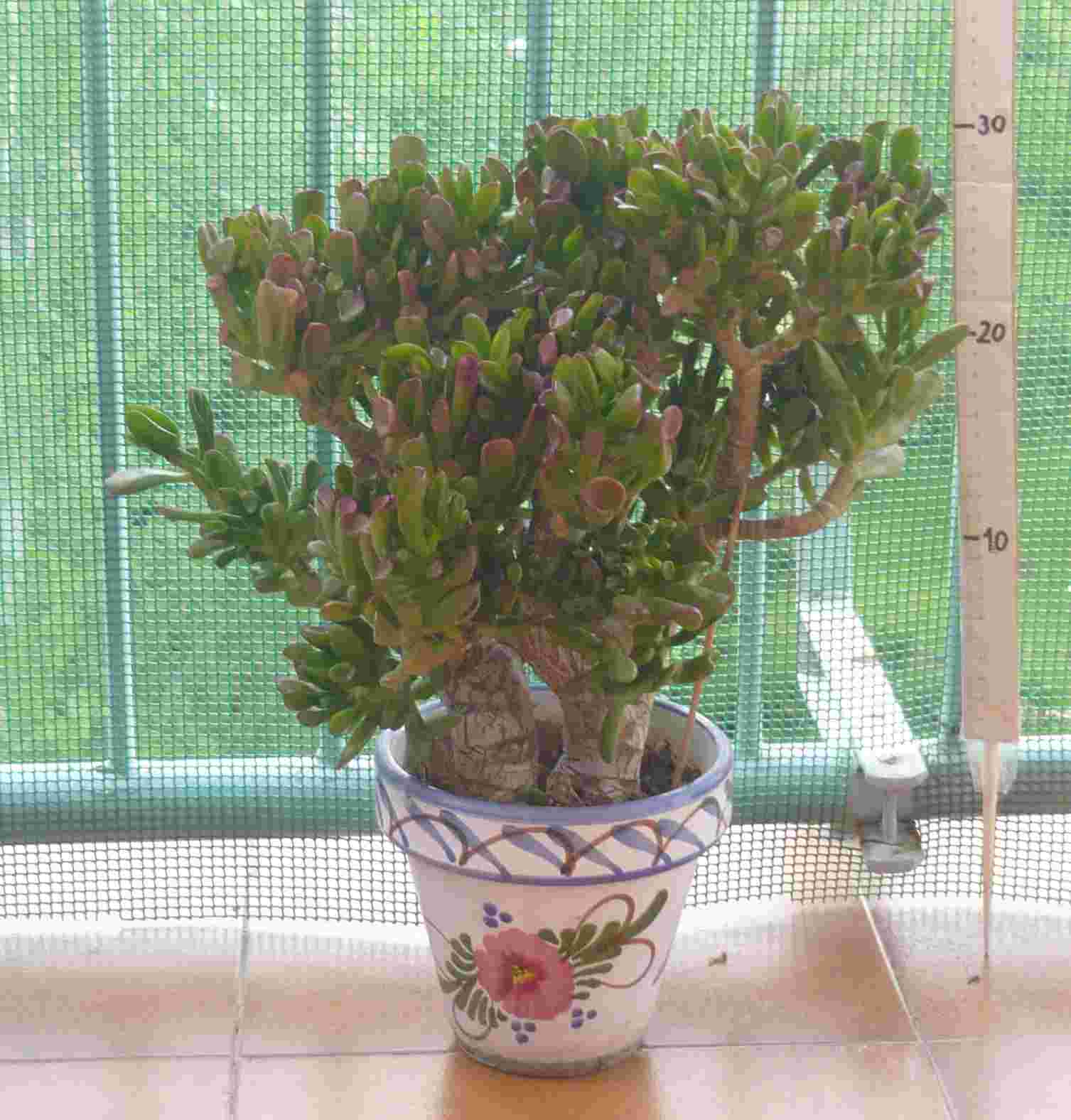 [Foto de planta, jardin, jardineria]