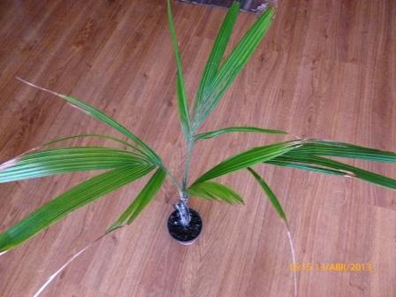 [Foto de planta, jardin, jardineria]