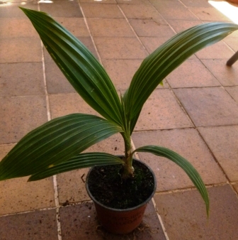 [Foto de planta, jardin, jardineria]