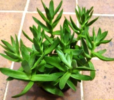 [Foto de planta, jardin, jardineria]