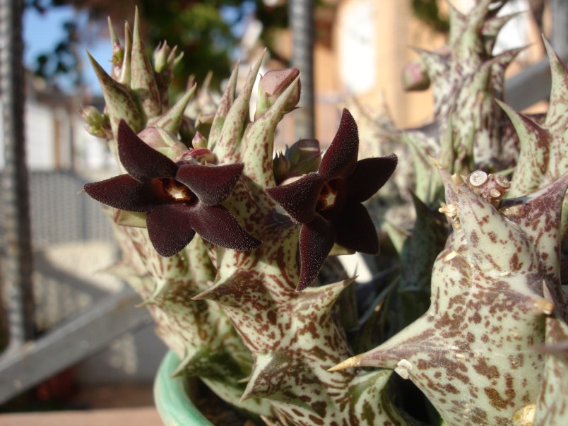 [Foto de planta, jardin, jardineria]