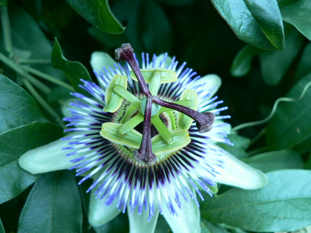 [Foto de planta, jardin, jardineria]