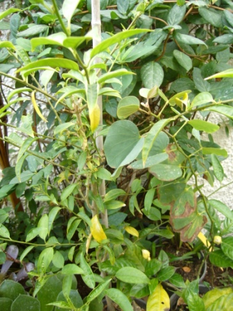 [Foto de planta, jardin, jardineria]