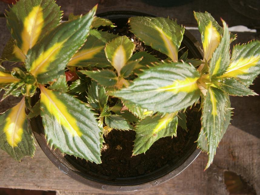 [Foto de planta, jardin, jardineria]