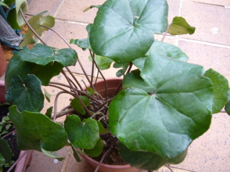 [Foto de planta, jardin, jardineria]