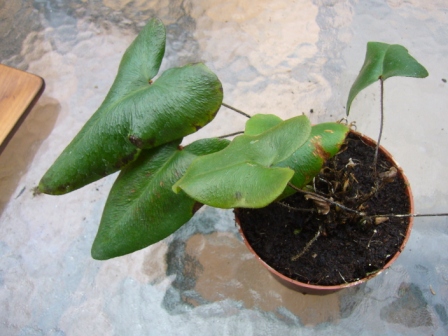 [Foto de planta, jardin, jardineria]