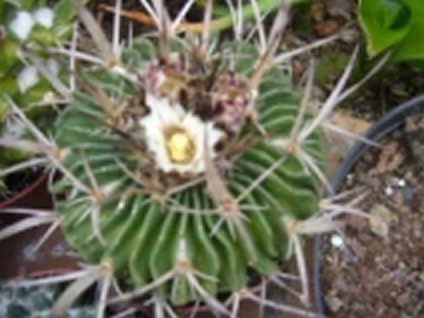 [Foto de planta, jardin, jardineria]