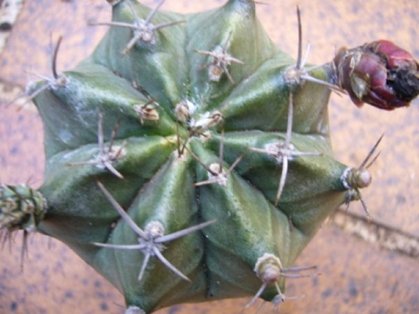[Foto de planta, jardin, jardineria]